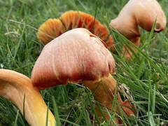 Hygrocybe punicea