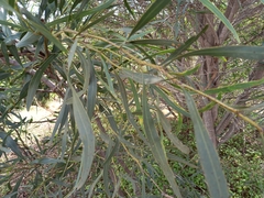 Acacia saligna