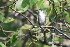 Pericrocotus divaricatus