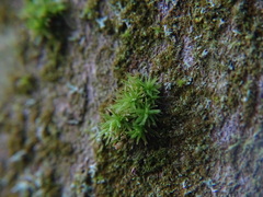 Calymperaceae