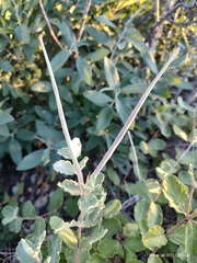 Mandevilla macrosiphon