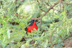 Laniarius atrococcineus