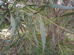 Acacia saligna