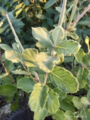 Mandevilla macrosiphon