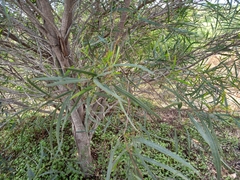 Acacia saligna