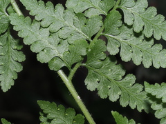 Microlepia nepalensis