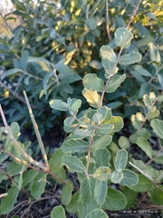 Mandevilla macrosiphon