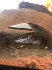 Eublepharis macularius