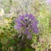 Sessileleaf Pinelandcress - Photo (c) Alvin Diamond, some rights reserved (CC BY-NC), uploaded by Alvin Diamond
