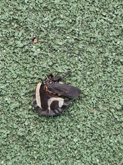 Membracis foliatafasciata