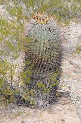 Ferocactus emoryi