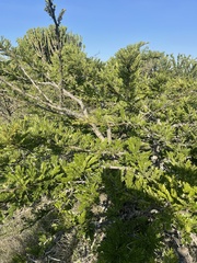 Vachellia robusta robusta