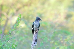 Clamator levaillantii