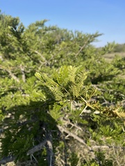 Vachellia robusta robusta
