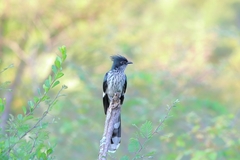 Clamator levaillantii