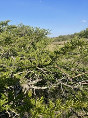 Vachellia robusta robusta