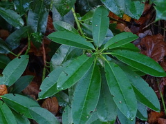 Rhododendron ponticum