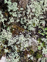 Cladonia coniocraea