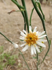 Chloracantha spinosa
