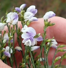 Psoralea usitata