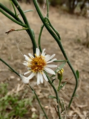 Chloracantha spinosa