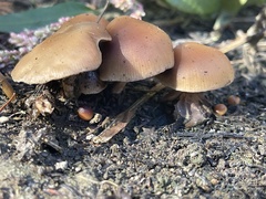 Psilocybe allenii