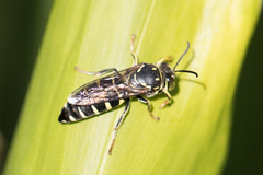 Bicyrtes discisus