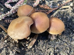 Psilocybe allenii