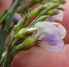 Psoralea usitata