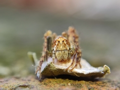 Hamataliwa