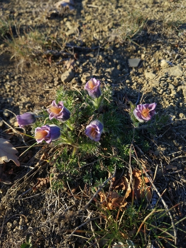 Pulsatilla georgica