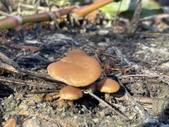 Psilocybe allenii