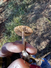 Psilocybe allenii