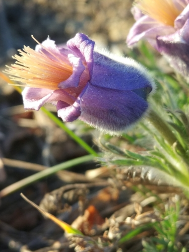 Pulsatilla georgica, photograph 2
