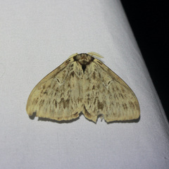 Dirphia radiata