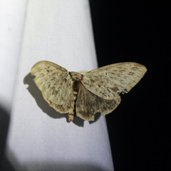 Dirphia radiata