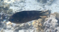 Acanthochromis polyacanthus