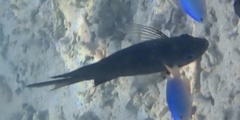 Acanthochromis polyacanthus