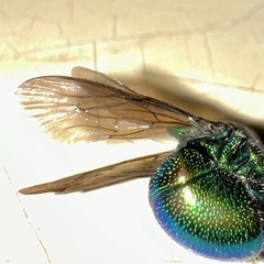 Stilbum