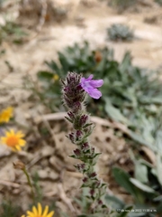 Verbena canescens
