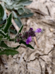 Verbena canescens
