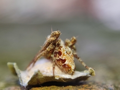 Hamataliwa