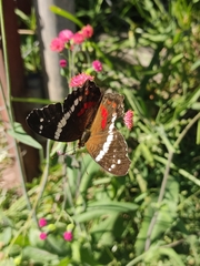 Anartia fatima colima