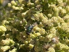 Chrysomya rufifacies