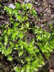 Mnium hornum