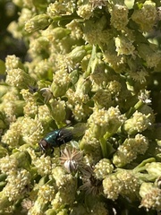 Chrysomya rufifacies