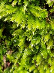 Brachythecium rutabulum