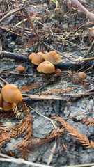Psilocybe allenii