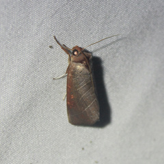 Marthula multifascia