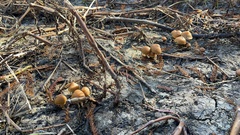Psilocybe allenii